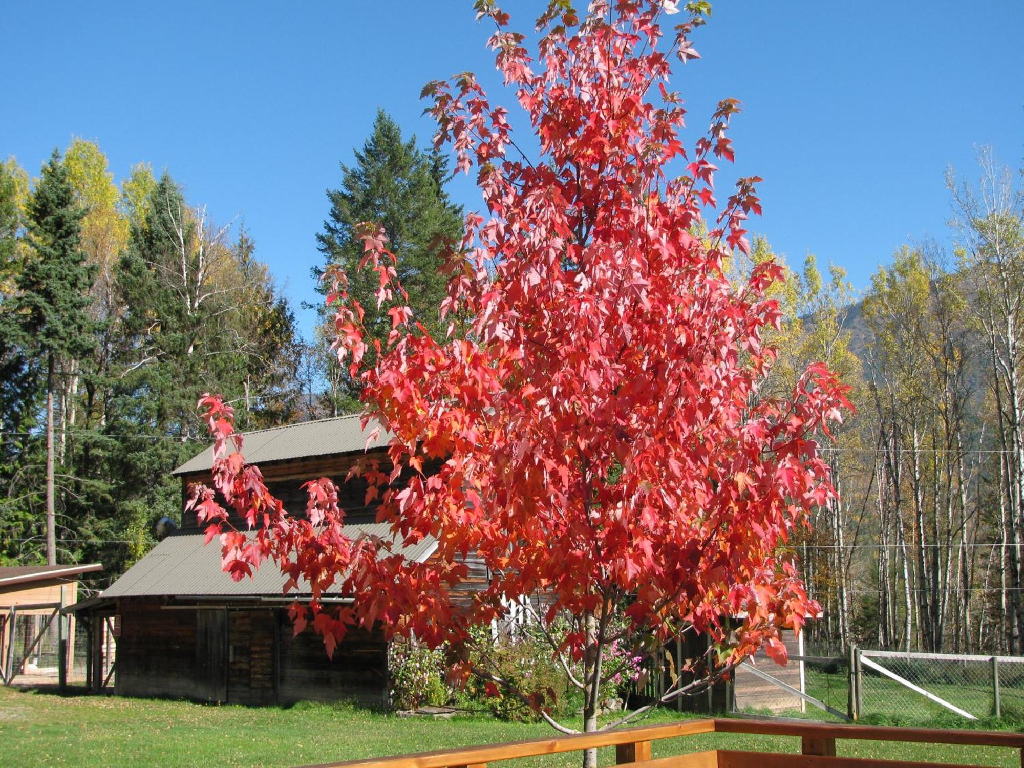 Birch Meadows Lodge B&B Fernie Exterior foto
